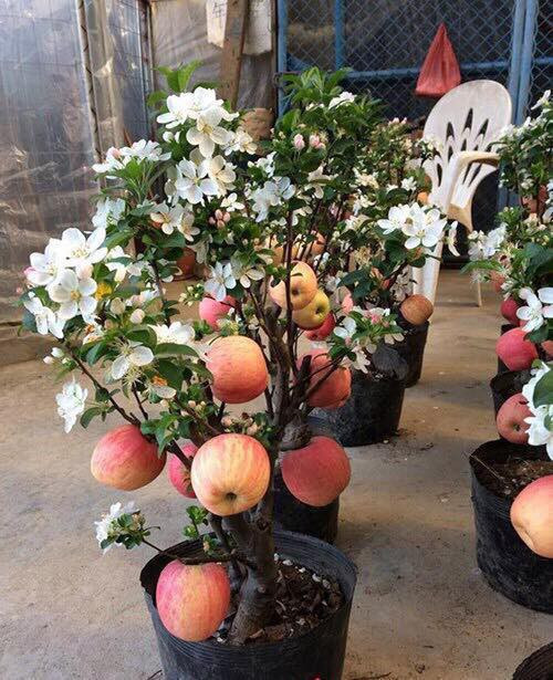 Táo đỏ Trung Quốc nguyên cây trưng Tết: Có độc, cấm ăn ảnh 1