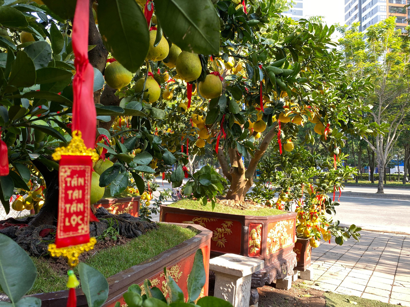 Với những cây bưởi tầm trung sẽ có trồng thêm ớt kiểng tại gốc để chậu cây đẹp hơn, còn những cây bưởi lớn nhà vườn sẽ đặt những viên sỏi ở gốc và trang trí thêm đèn, câu đối đỏ để thêm bắt mắt, nổi bật hơn trong ngày Tết.