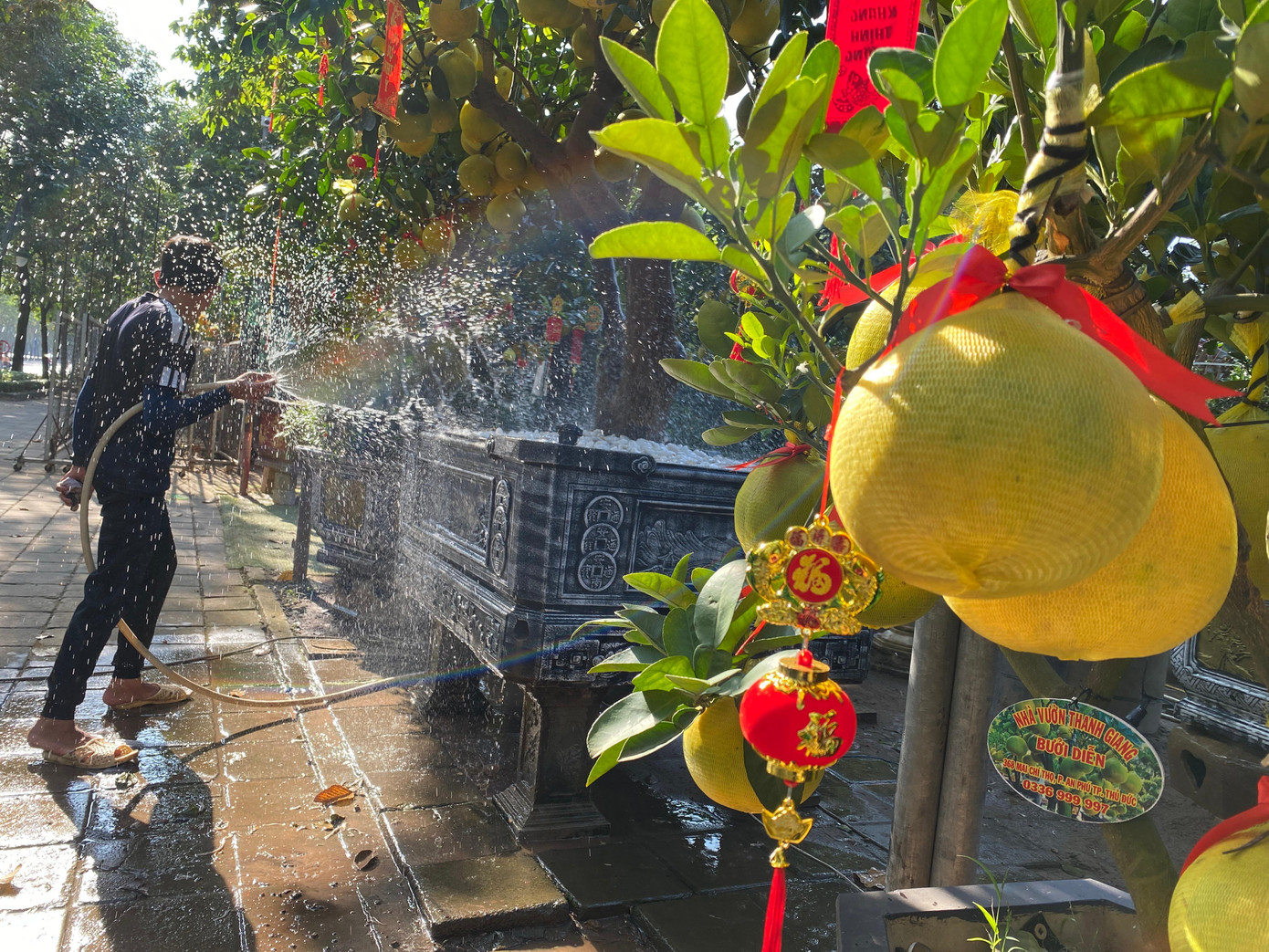 Chủ vườn Thanh Giang cũng cho biết giá bưởi Diễn chơi Tết năm nay cũng tương đương với năm ngoái, dao động từ 55-60 triệu đồng/cây tuỳ hình dáng, số lượng quả,…