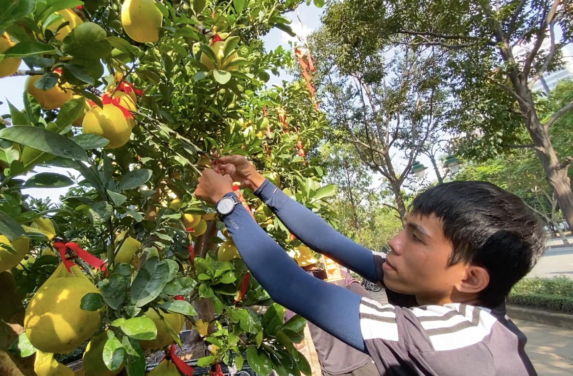 "Khách mua bưởi Diễn hiện tại chủ yếu là khách quen hỏi mua qua mạng xã hội, còn khách vãng lãi cũng có nhiều nhưng mới chỉ đi tham khảo. Nhìn chung thị trường cũng dần sôi động, không quá ảm đạm vì nhiều khách đã đi xem trực tiếp để chọn mua", anh Hà (chủ vườn Thanh Giang) chia sẻ.
