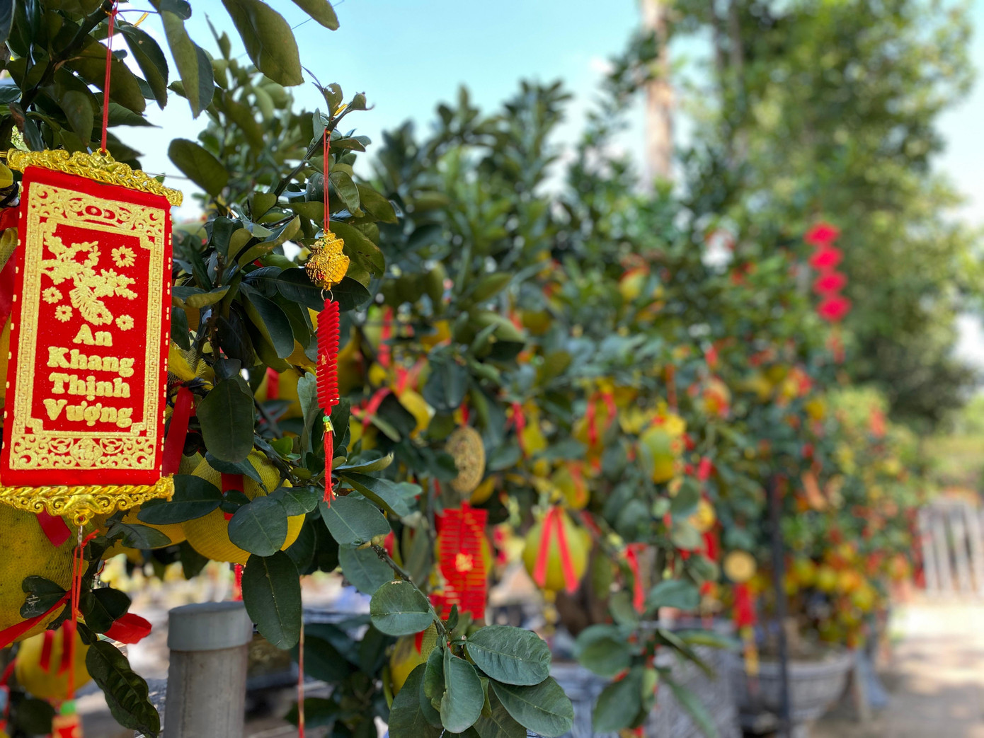 Để khách hàng có thêm nhiều lựa chọn chơi Tết, nhà vườn sẽ hướng dẫn cho khách thêm một số kiểu trang trí.