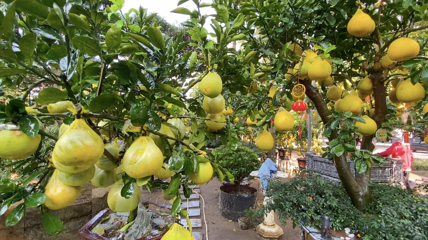 Anh Phương cho biết thị trường Tết năm nay dần nhộn nhịp sớm, đã có khoảng 30% khách đặt bưởi Diễn để chơi Tết.