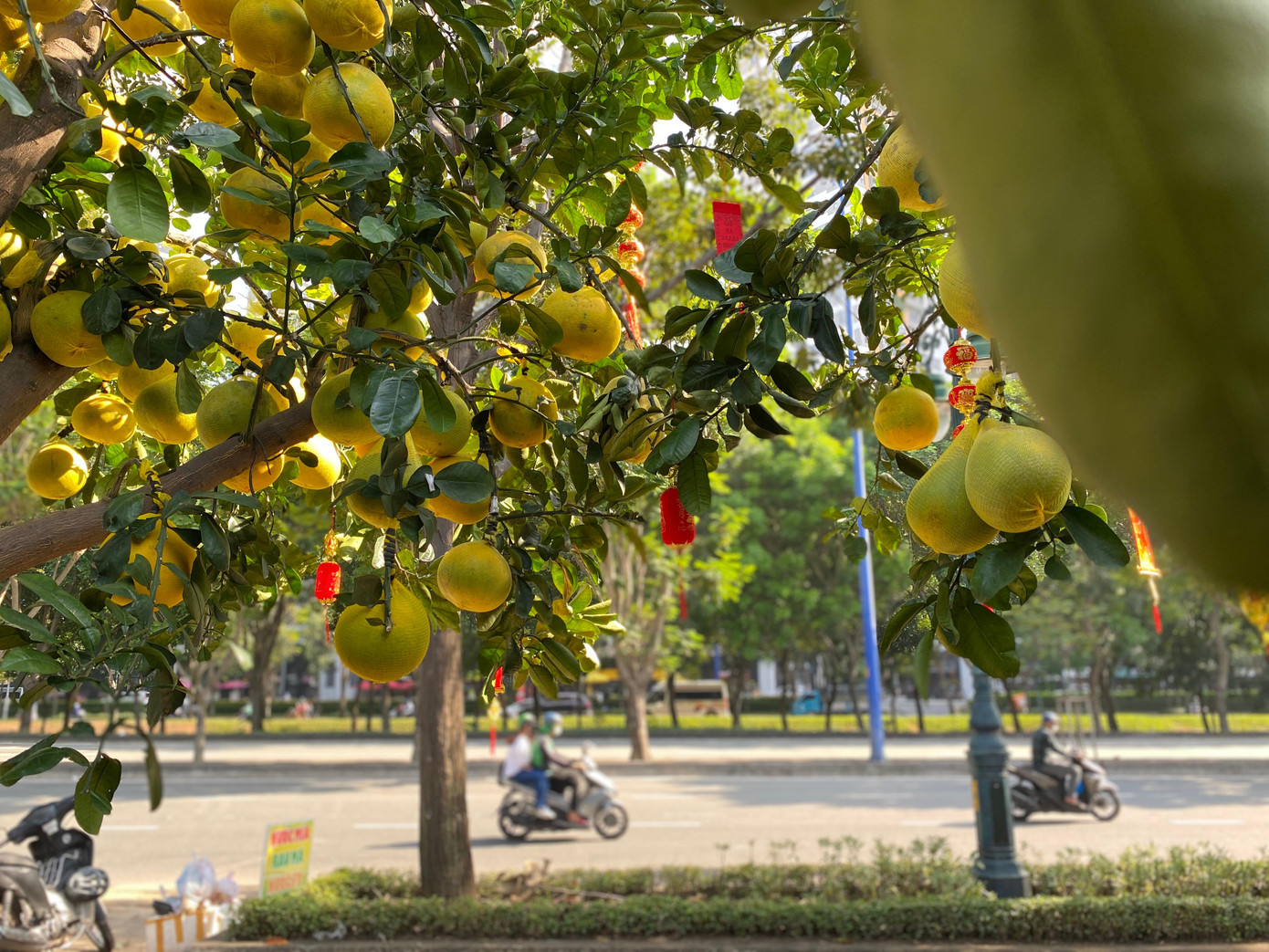Những ngày qua, người dân tại TPHCM khi đi qua góc đường Mai Chí Thọ (TP Thủ Đức) có thể cảm nhận được không khí Tết bởi những cây bưởi Diễn trĩu quả, được các nhà vườn nhập về từ Hưng Yên phục vụ thị trường Tết năm nay.
