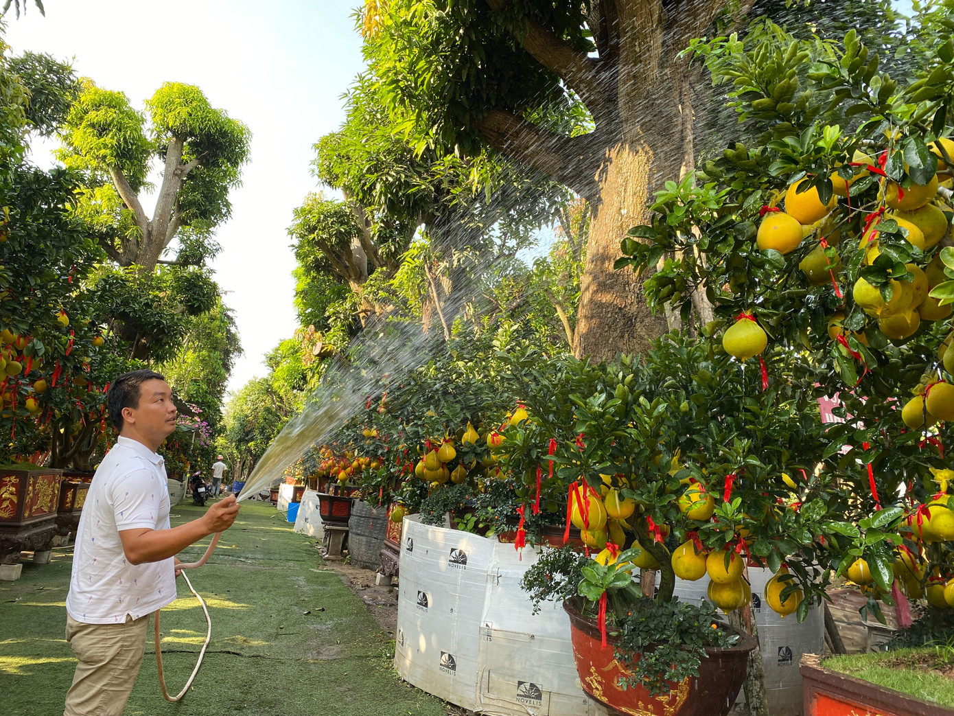 "Năm nay do bưởi Diễn đẹp hơn và dự đoán thị trường TPHCM sẽ sôi động nên tôi nhập số lượng nhiều hơn mọi năm. Chi phí vận chuyển mặc dù có tăng nhưng không đáng kể nên giá bưởi Diễn được bán tại vườn cũng tương đương năm ngoái", anh Phương chia sẻ.