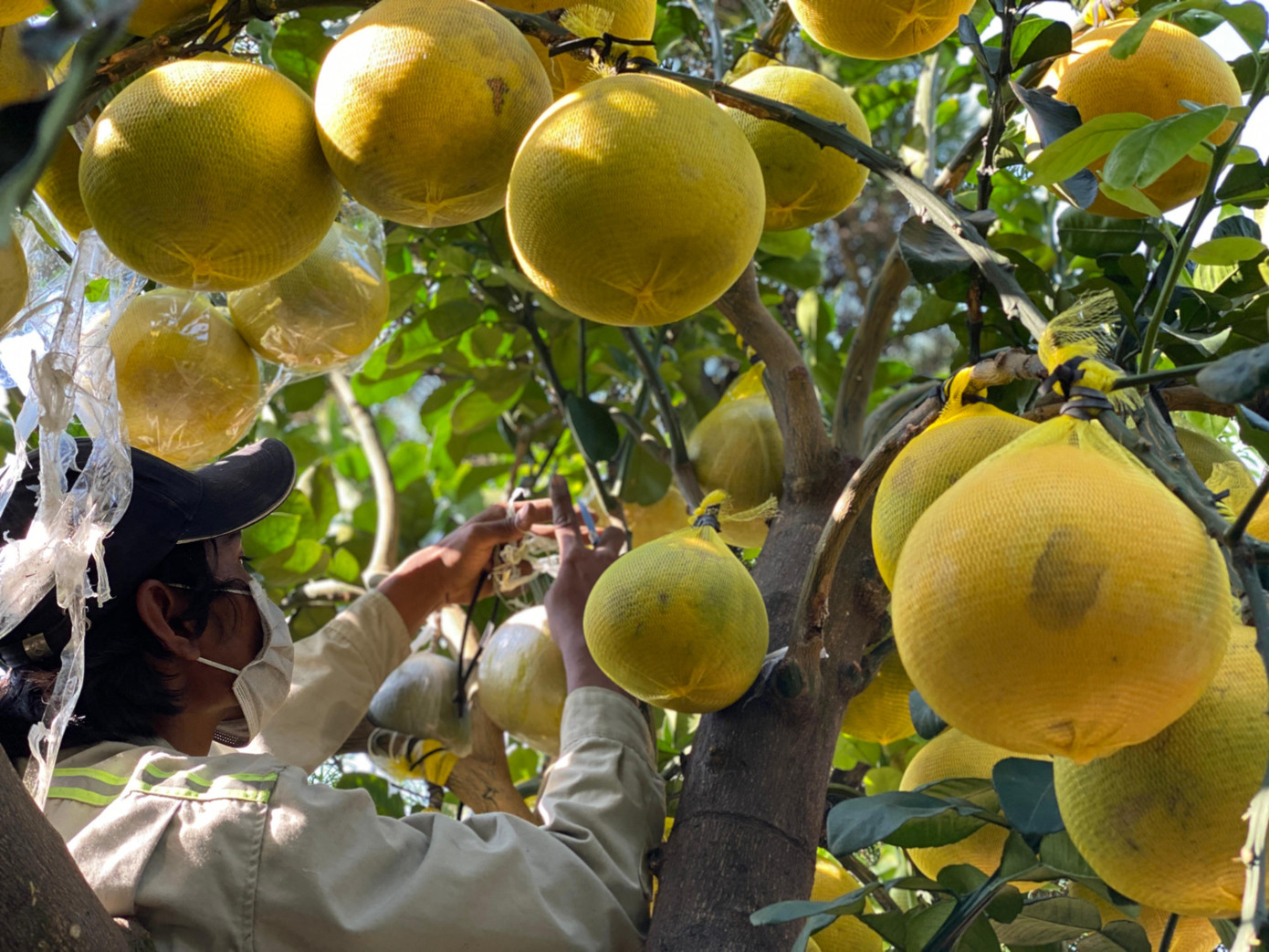 Anh Hà cho biết thêm, hiện nay ở Hưng Yên đang được mùa bưởi Diễn. Do đó, anh chọn những cây tốt để nhập về TPHCM sớm để chăm sóc và phục vụ thị trường Tết.