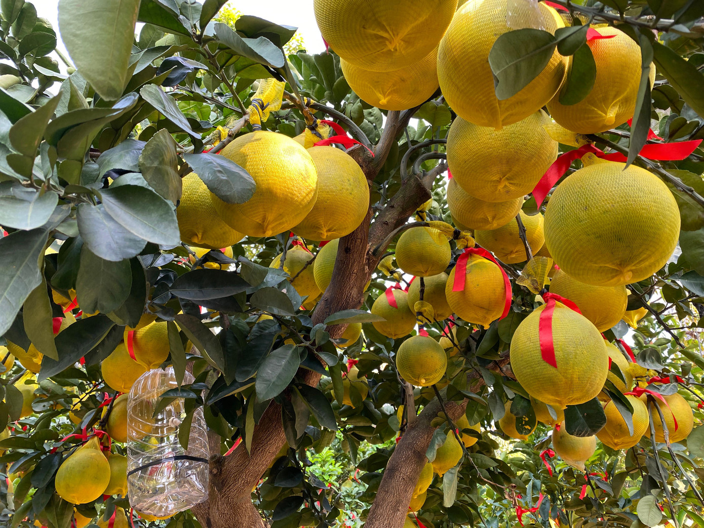 Những cây bưởi Diễn trĩu quả vàng chuẩn bị phục vụ thị trường Tết ở TPHCM.