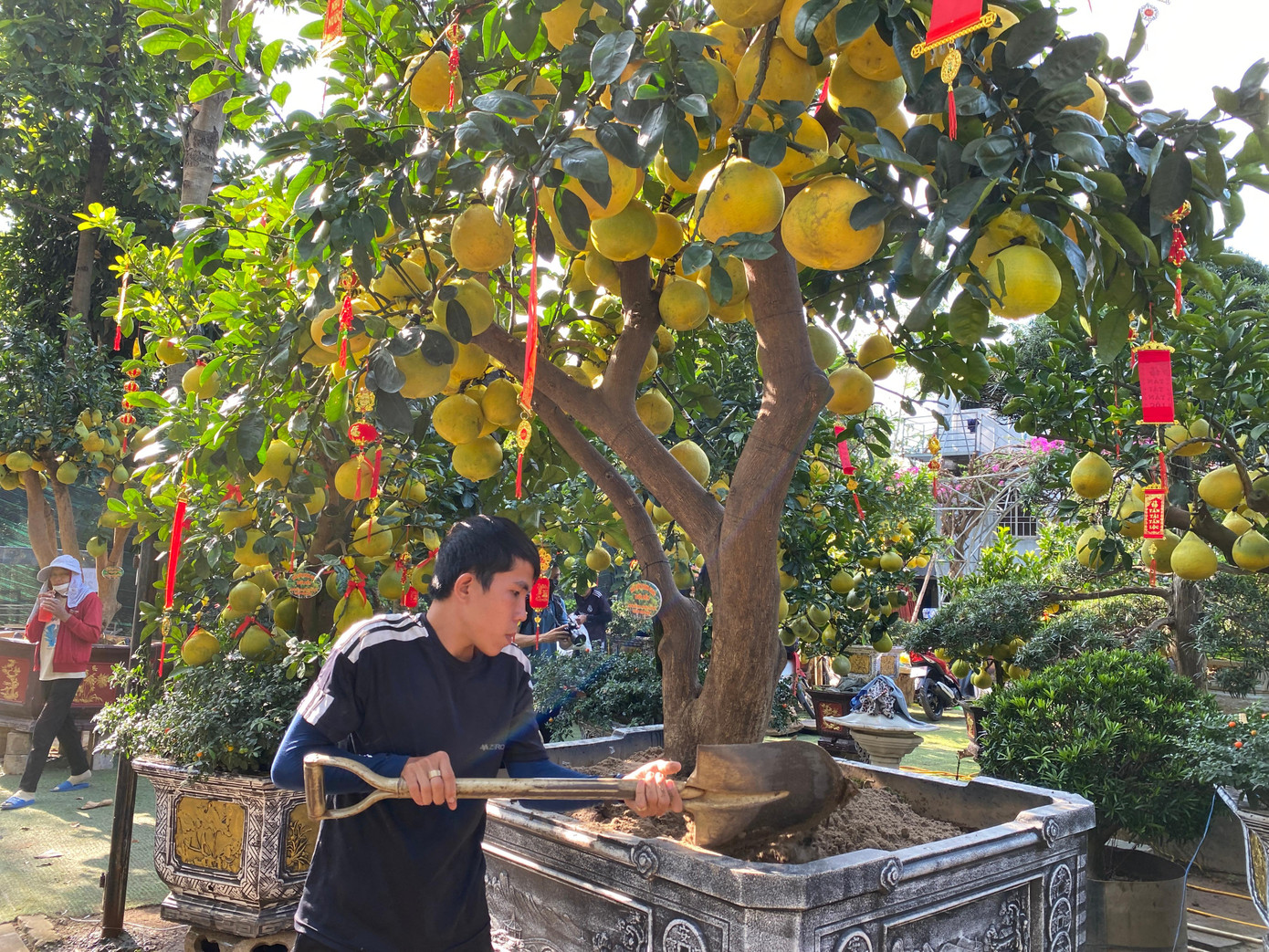Anh Hà (chủ vườn Thanh Giang, TP Thủ Đức) cho biết, năm nay anh nhập về hơn 100 cây bưởi Diễn từ Hưng Yên với đủ hình dáng, kích thước. Năm nay anh nhập bưởi Diễn về TPHCM sớm hơn khoảng 20 ngày so với mọi năm.