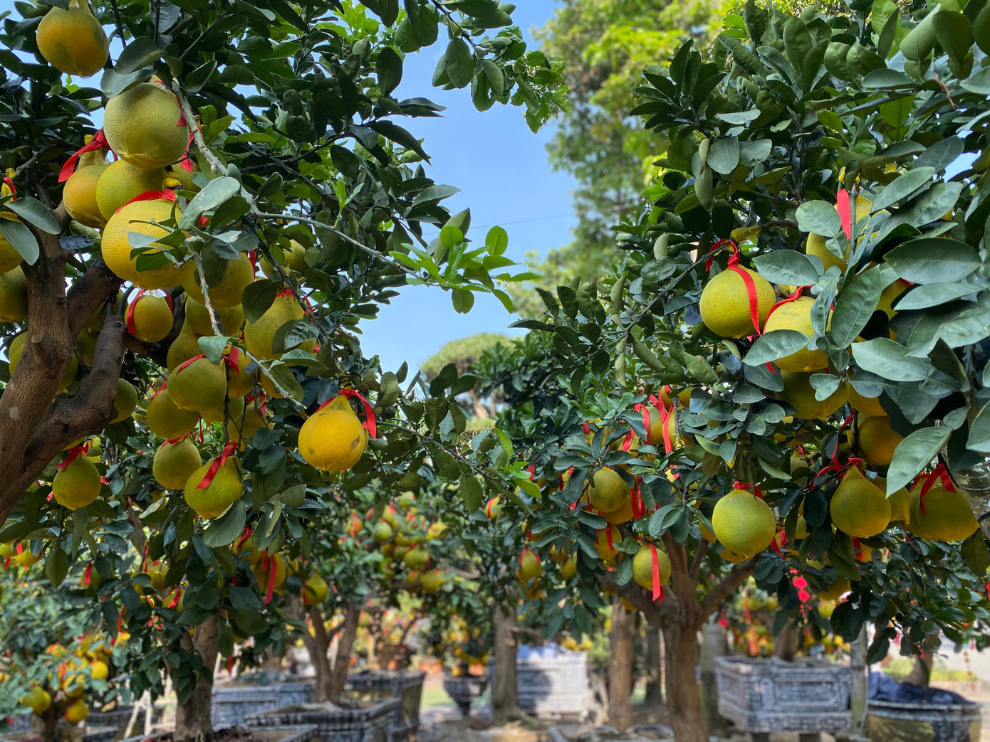 Tương tự, anh Hoàng Phương (chủ vườn Hoàng Phương, TP Thủ Đức) cho biết, từ tháng 11 âm lịch, anh đã nhập bưởi Diễn từ Hưng Yên về đây chuẩn bị phục vụ thị trường Tết.