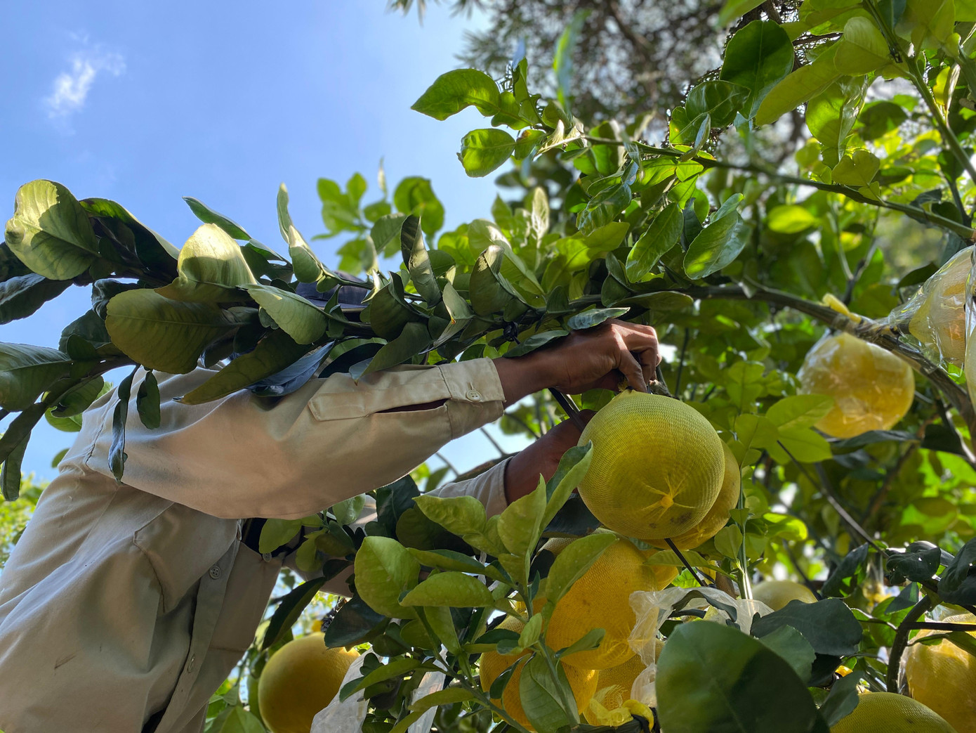 Do lượng bưởi nhập về với số lượng lớn và khách cũng đã đặt mua nên các chủ vườn đã thuê nhiều nhân công chăm sóc bưởi cho dịp Tết.