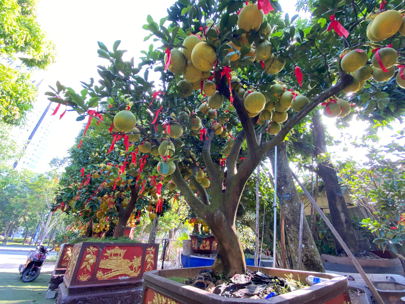 Theo anh Phương, giá bán bưởi Diễn tại vườn của anh dao động từ 60 triệu – 70 triệu đồng/cây. Cây bưởi có giá trị cao giá nhất là 70 triệu đồng với hơn 150 quả, kích thước lớn và dáng đẹp.