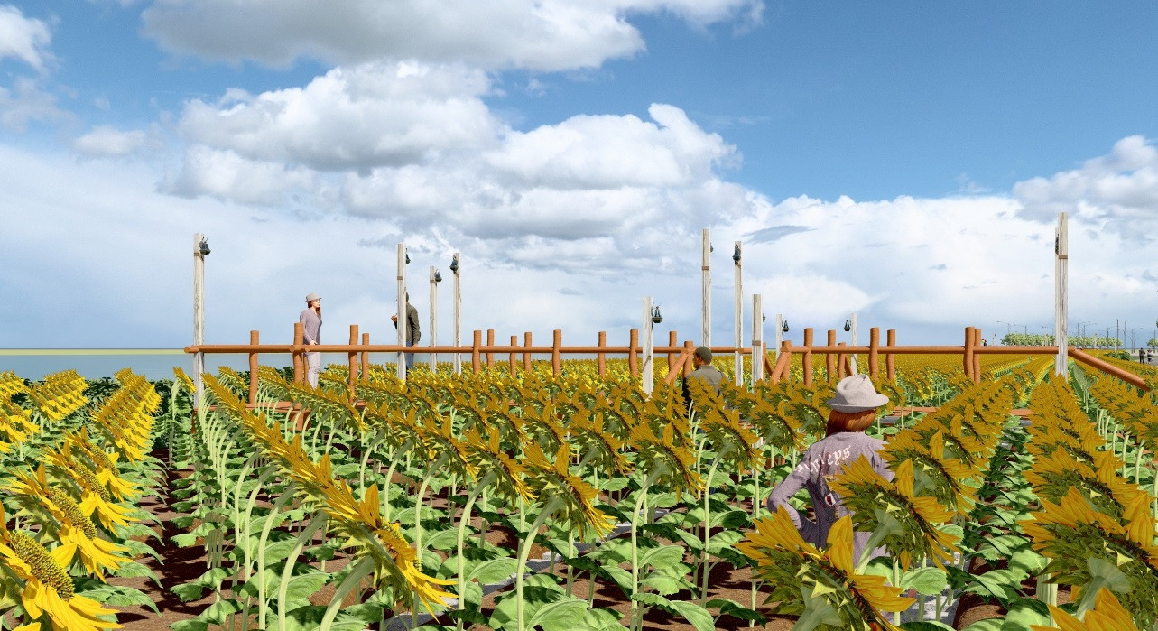 Phối cảnh vườn hoa hướng dương trong dịp Tết Dương lịch 2024 này.