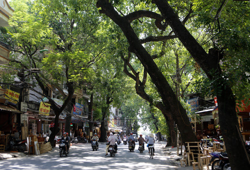 Hiểm họa cây 'dọa' đổ trong mùa mưa bão ảnh 1