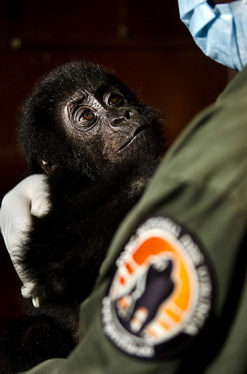 Cận cảnh bé khỉ đột Grauer trong vòng tay âu yếm của nhân viên chăm sóc động vật