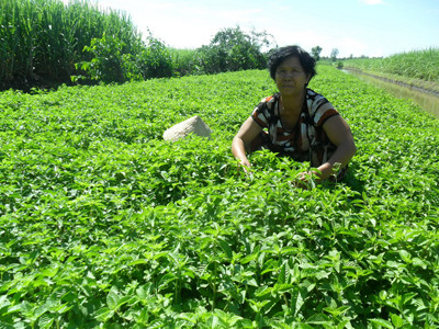 Bà Diệp Thị Cúc với ruộng sương sáo trồng theo lời hứa của thương lái Trung Quốc. Ảnh: Hòa HỘI