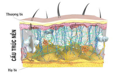Cấu trúc nền - yếu tố quyết định vẻ đẹp làn da phụ nữ ảnh 3