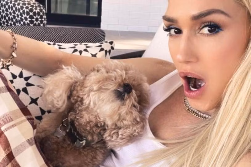 Nữ huấn luyện viên "The Voice Mỹ" Gwen Stefani dành thời gian nghỉ ngơi bên chó cưng Ginger.