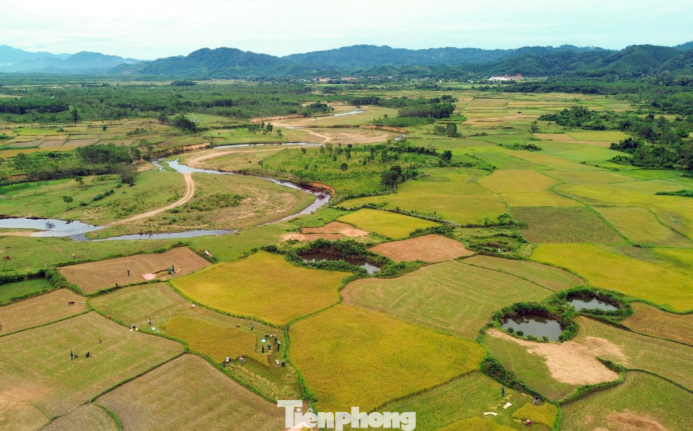 Cánh đồng lúa vàng óng nơi biên giới.