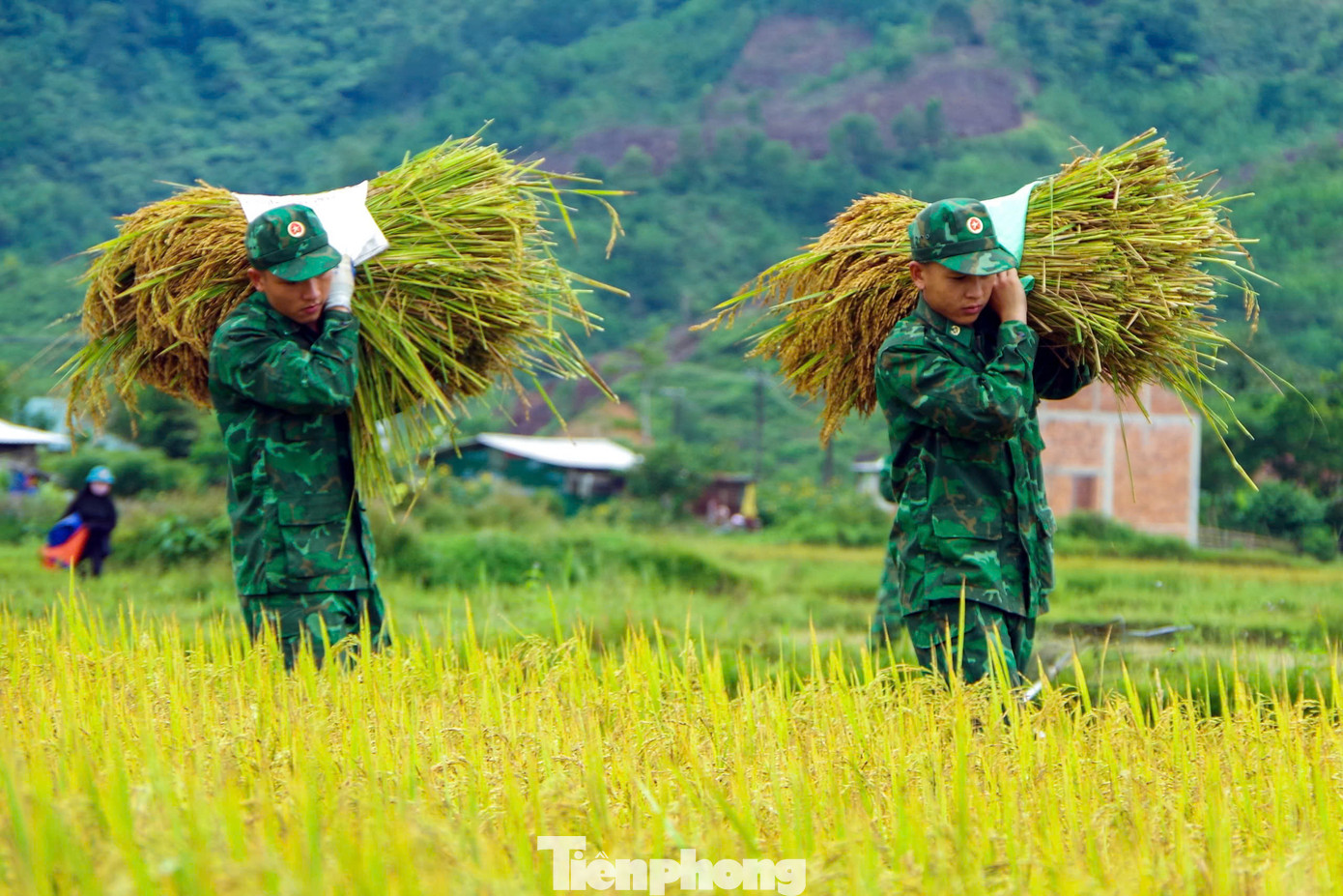 Để giúp dân thu hoạch lúa kịp thời, các đơn vị Biên phòng đứng chân trên địa bàn biên giới huyện A Lưới sắp xếp công việc, chia thành từng tổ xuống đồng giúp người dân thu hoạch lúa để đảm bảo thời vụ, tránh được những rủi ro, thiệt hại do thời tiết, thiên tai gây ra cho nhân dân.