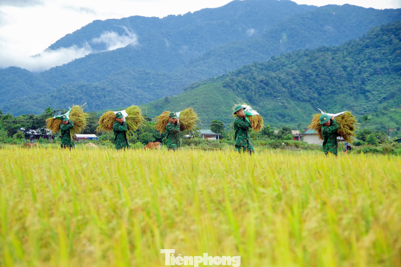 Để giúp dân thu hoạch lúa kịp thời, các đơn vị Biên phòng đứng chân trên địa bàn biên giới huyện A Lưới sắp xếp công việc, chia thành từng tổ xuống đồng giúp người dân thu hoạch lúa để đảm bảo thời vụ, tránh được những rủi ro, thiệt hại do thời tiết, thiên tai gây ra cho nhân dân.