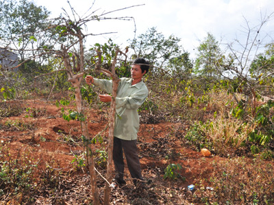 Cà phê héo quắt vì không có nước tưới
