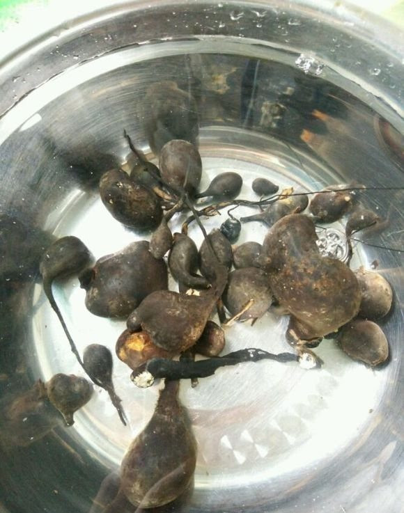 Đào ổ kiến sâu dưới lòng đất bất ngờ phát hiện giống nấm quý hiếm ảnh 3