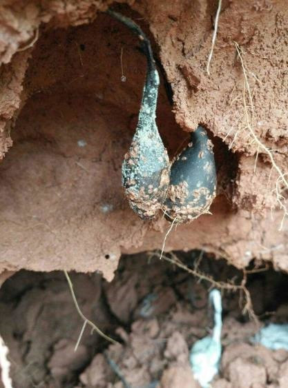 Đào ổ kiến sâu dưới lòng đất bất ngờ phát hiện giống nấm quý hiếm ảnh 2