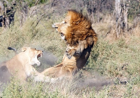 'Đi bụi' về, sư tử đực bị bầy vợ đánh tơi tả ảnh 1
