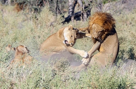 'Đi bụi' về, sư tử đực bị bầy vợ đánh tơi tả ảnh 2