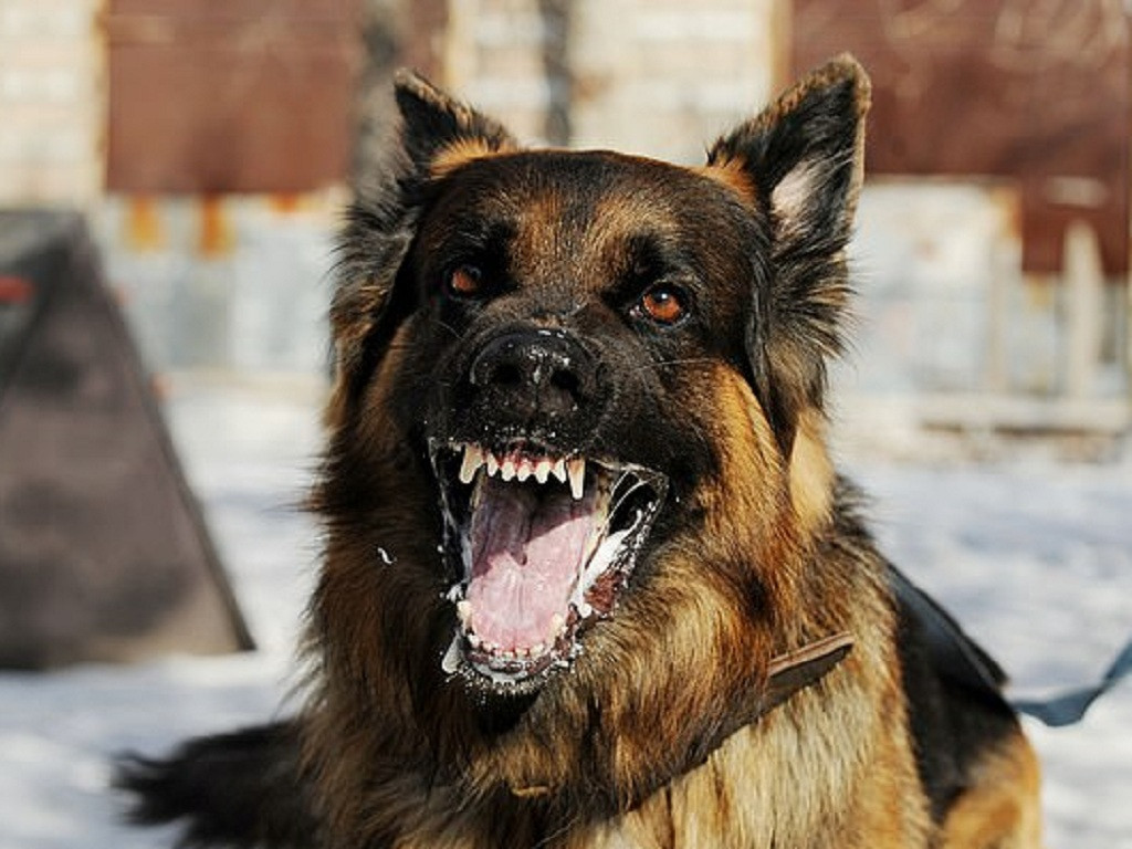 Khi các con vật bị dại thường sẽ có các biểu hiện bất thường như: sợ ánh sáng, sợ tiếng động, tăng tiết đàm nhớt, dễ kích thích, dễ tấn công người.