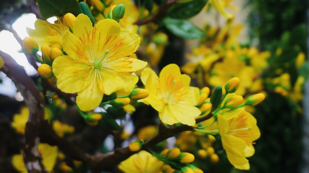 Độc đáo cây mai 'khủng' được tạo nên từ 35kg đất sét ảnh 11