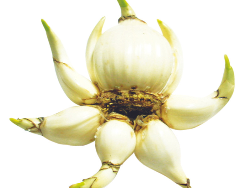 Củ Thủy tiên. Củ Thủy tiên