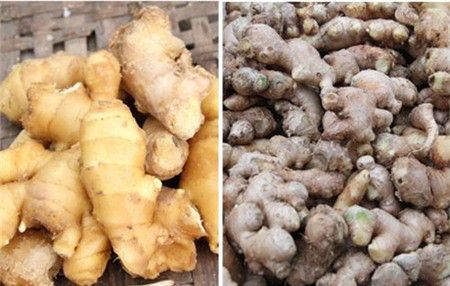 Gừng Trung Quốc (trái) đẹp hơn gừng trong nước nhưng mùi thơm thì thua xa