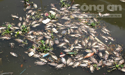 Lộ nguyên nhân cá chết hàng loạt trên kênh Nhiêu Lộc ảnh 3
