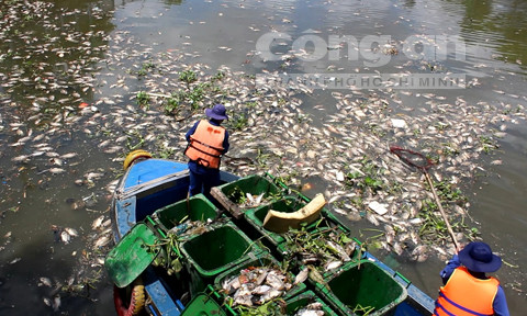 Lộ nguyên nhân cá chết hàng loạt trên kênh Nhiêu Lộc ảnh 2