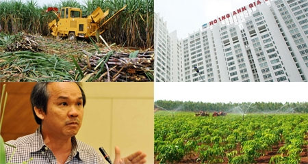 Trong giai đoạn này, mía đường đang mang lại lợi nhuận cho HAGL của bầu Đức chứ không phải cao su hay bất động sản