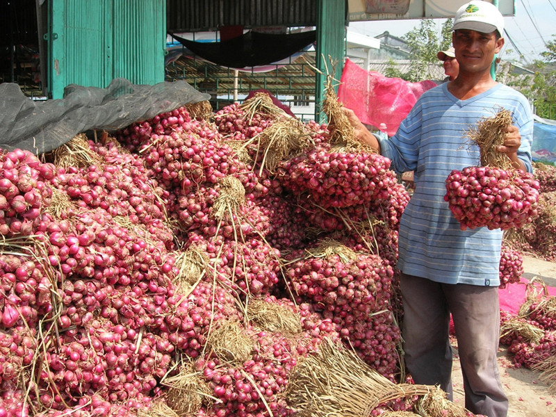 Hành tím Vĩnh Châu được mùa nhưng mất giá. Ảnh: Duy Khương