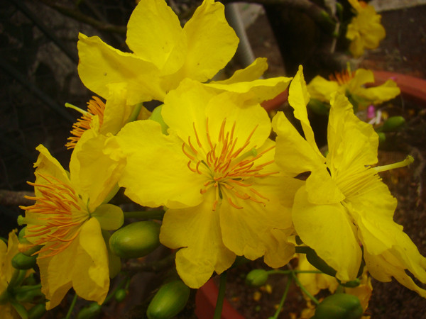 Sắc vàng của mai làm mê mẩn lòng người Hà Nội