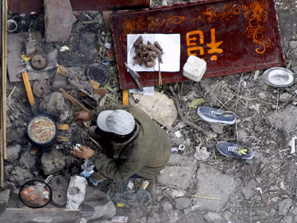 Cá ông Táo vào nồi