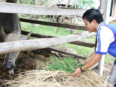 Em Nguyễn Thị Thanh chăm sóc trâu, tài sản lớn nhất của gia đình. Em Nguyễn Thị Thanh chăm sóc trâu, tài sản lớn nhất của gia đình