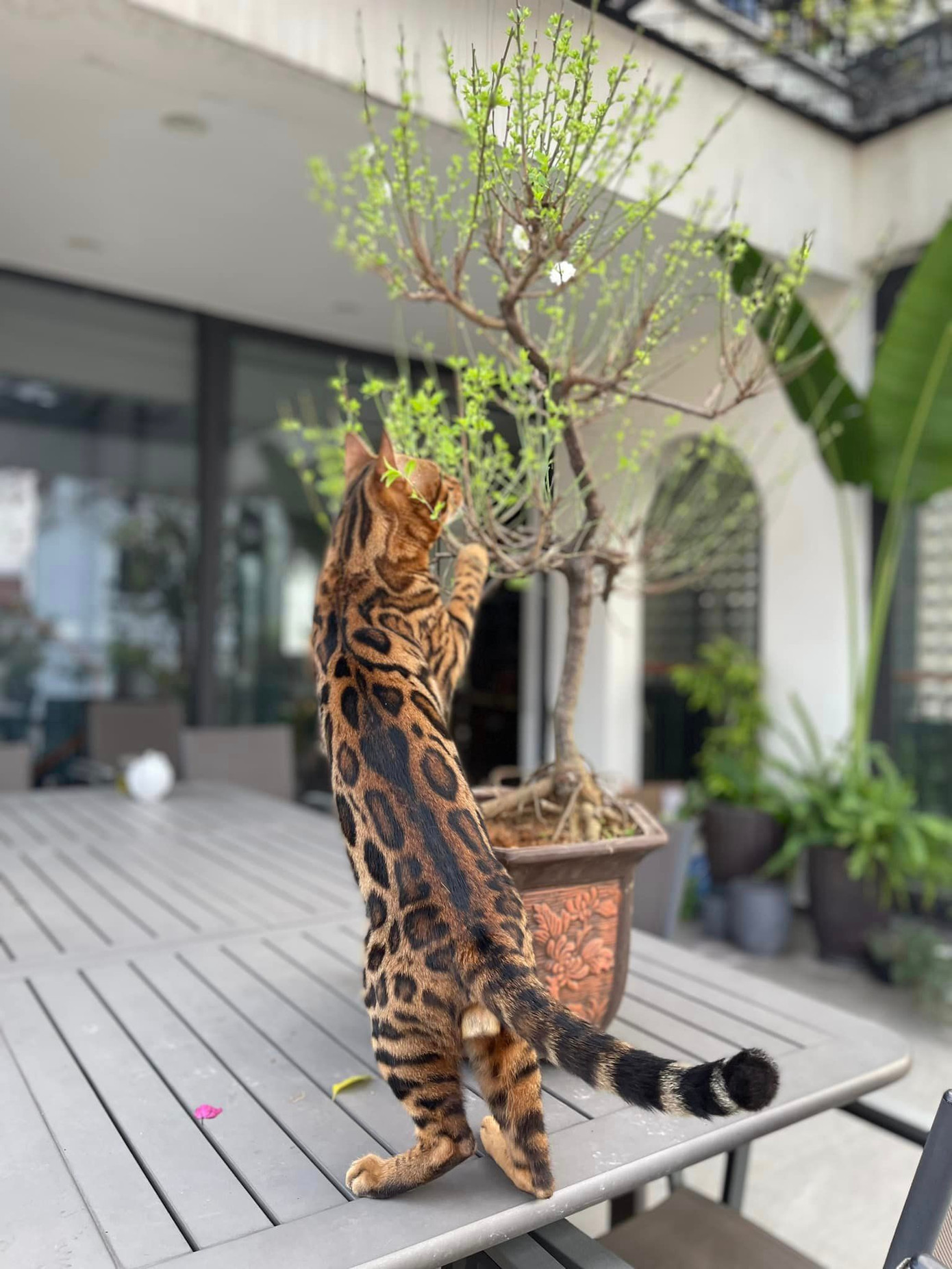 "Báo con" nhà Trọng Tấn. "Báo con" nhà Trọng Tấn.