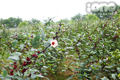 Hoa Hibiscus khá đặc biệt, chỉ nở vào buổi sáng, trước 12h trưa, cánh hoa trắng tinh sương sẽ khép lại