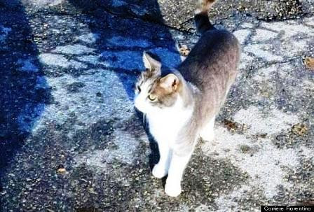 Hàng ngày Toldo vẫn đến thăm mộ chủ nhân