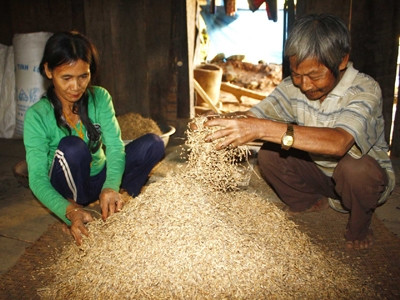 Người dân vùng động đất chắt chiu từng hạt lúa rẫy để đón Tết. Ảnh: Nguyễn Thành.