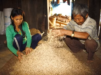 Người dân vùng động đất chắt chiu từng hạt lúa rẫy để đón Tết. Ảnh: Nguyễn Thành.