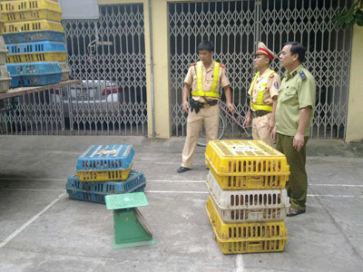 Cứ thấy công an là xe gà lậu dừng chạy. Ảnh: Thành Duy