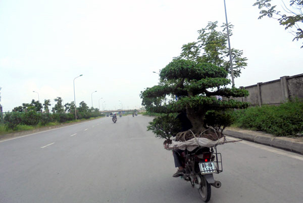 'Siêu cây cảnh' tiền tỷ hạ giá, bán rong trên phố Hà Nội ảnh 2