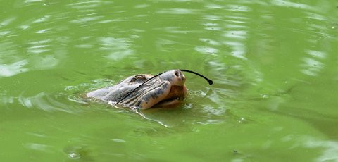 Cụ rùa tiến đến gần bờ