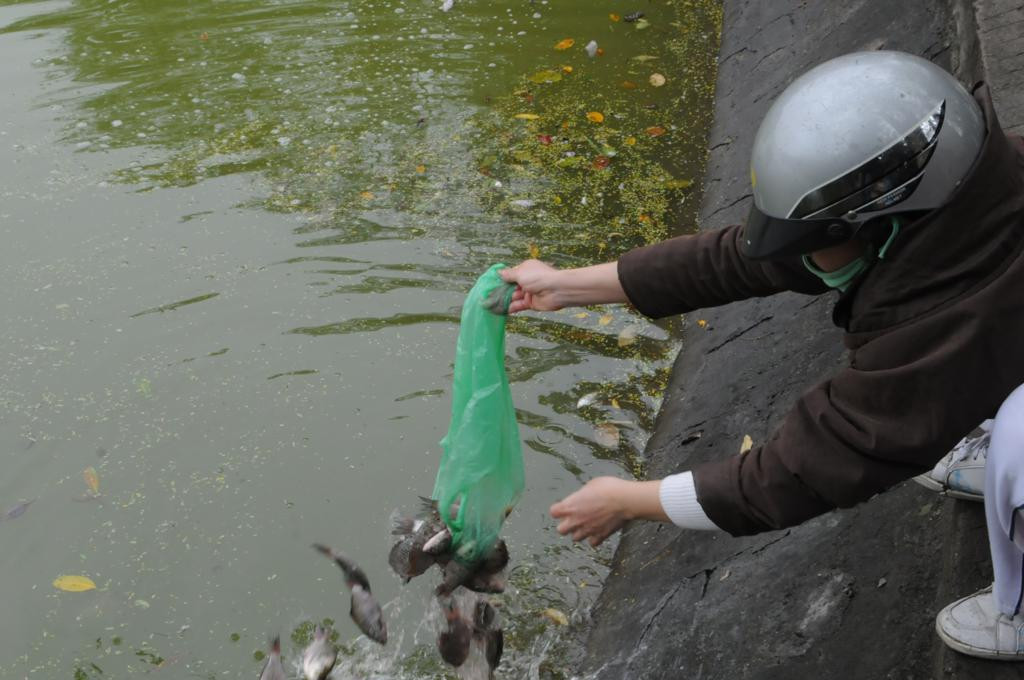 Có người đổ cả túi ni lon chứa hàng chục con cá xuống hồ
