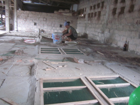 Rắn được nuôi theo mô hình trang trại của gia đình anh Đông