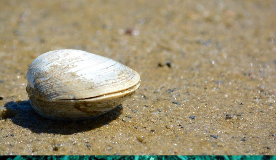 Ngọc trai nước ngọt Ngọc trai nước ngọt